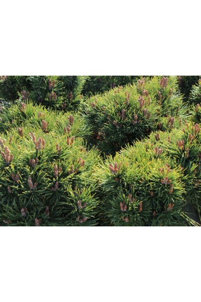 Сосна компактної форми з насиченим зеленим кольором хвої. 